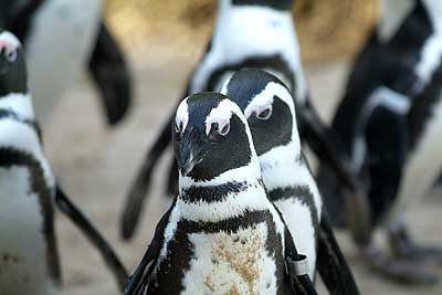 Aachener Zoo Aachener-Zoo-Pinguin-005